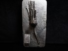 Stately Caryocrinites Ornatus Fossil  Crinoid Relation  Middleport  New York