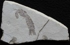 Pseudosculda Laevis 85 Mantis Shrimp Museum Quality - Cretaceous Fossils Lebanon