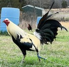 6 Pure Larry Romero Grey Gamefowl Poultry Chicken Hatching Eggs