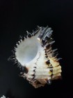 Black Murex - Hexaplex Nigritus  approx  4  Or 101mm 