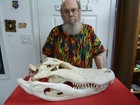 G-lot-100 24  Long Gator Alligator Aligator Skull Head W  Teeth Taxidermy Gators