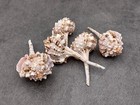 Snipes Bill Murex Seashells Murex Haustellum  5 Shells Approx  2 25  Inches 