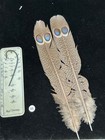 Grey Peacock Pheasant  Double  Eye Tail Feathers   55