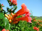 Live Orange Trumpet Creeper Vine Plant   Campsis Radicans -  pint Pot 