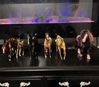 Lot Of 8 Breyer Horses Various Heights  Sizes  And Breeds Horse Figures
