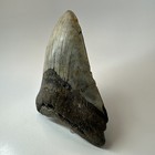 Megalodon Shark Tooth 5 48 Inch - Huge - Authentic Fossil - Beautiful 19579