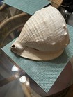 Queen Helmet Shell 12 1 2 
