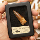 Original Spinosaurus Tooth - Excellent Quality - With Display Case