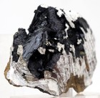 Vivianite In Clam Fossil Crystal Mineral Sea Life Specimen Crimea Ukraine Rare 