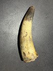 Large Animal Horn Taxidermy Piece  Origin From Animal  Species Unspecified