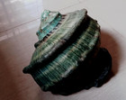 Turbo Marmoratus  8 Inches Monster Size High Quality  One Kg   Green Turbo Shell
