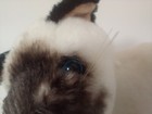 Vtg Russ Berrie Yomiko Collection Siamese Cat Kitten Blue Eyes Plush Korea