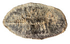     1-5 8 Inch - Mazon Creek Palaeocaris Typus Shrimp Fossil    201