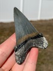Ultra Rare Nc Auriculatus Shark Tooth Fossil Sharks Teeth Fossils Ric Megalodon