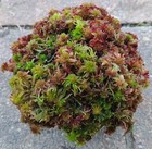 Live Sphagnum Moss Peachy Lime Crisp Fresh Cleaned Maine 