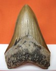 Megalodon Shark Tooth - Real Fossil - Shark Teeth 4 23    - No Restorations