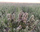 From The Field   Premium Whole Catnip Buds For Cats   Organic  Usa-grown  Fresh 