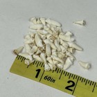 Lot Of 50 Assorted Small Coyote Teeth Real Cleaned Taxidermy Weird Odd Goth 3852