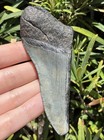 Natural Beautiful 3 83    Megalodon Tooth Fossil Shark Teeth