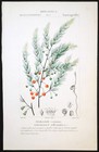 1831  Turpin Original Fine Antique Watercolour  Asparagus Officinalis Xvn