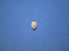 Fragum Mundum  reeve  1845   hawaiian Islands Heart Shell    6 2mm 