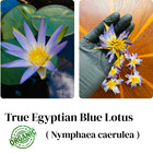 Blue Lotus Flower Dried Organic Egyptian Herbal Tea Nymphaea Caerulea