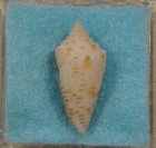 Conus Eugrammatus 22mm Kii Wakayana japan 200 Meters Formerly Conus Wakayamaensi