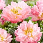 280  Rare Peony Seeds For Planting Outdoor-attracts Bees butterflies