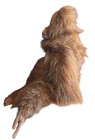 Hansa Creations 2010 Orangutan Clyde 20    Tall Stuffed Animal Realistic Rare