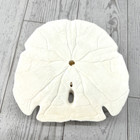 Arrowhead Sand Dollar Shell 5 Inch