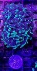 Wysiwyg Neon Green Splatter 2 Head Branching Hammer Coral Frag Free Ship