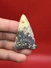 Real Shark Tooth Fossil - Corral Encrusted Mako 2    Venice Florida Diver Direct