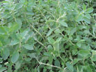 Italian Oregano Herb Seeds  Origanum Vulgare  Non-gmo  Variety Sizes  Free Ship