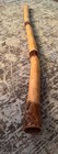 50  Australian Eucalyptus Didgeridoo Natural Termite Hollowed Easy Playing E Key