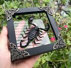 Real Insect Scorpion Taxidermy Oddities   Curiosities Gothic Decor
