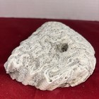 Natural Brain Coral White Real Sea Specimen Aquarium D  cor 6    X5   -estate Find