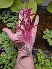 Alteranthera Reineckii Mini - Live Aquatic Freshwater Plant - Stem Plants