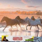10 Pack Paste Horse Dewormer - Apple Flavor Exp 2027  For All Age Horses