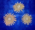 3 To 4  Multi-leg Starfish Sea Shell  Beach Decor Tropical Reef Crafts