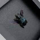 2 Real Framed Mantis   Blue Bee Taxidermy Insects Oddities Collections Decor