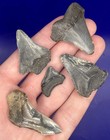 Fossil Megalodon Family   Mako Shark Tooth Lot Group Of Real Shark Teeth Fossils