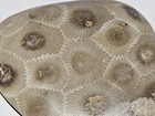 Hand Polished Petoskey Stone Hexagonaria 1 5    9 Oz Fast Shipping 
