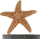 2 Large Natural Sugar Starfish Seashell Rare Real Aquarium Home Deco 4-6  New
