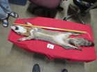 Tanned  Grey Fox With Feet Claws Soft Winter Fur  Animal Hide Good Leather