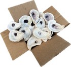 Bulk Us Oyster Shells  Cleaned bleached  2 To 3 Inches  2 -3   35 Pieces