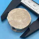 Shark Vertebra Fossil Bone Valley Florida Ahark Backbone Fossil