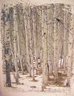 Vintage Christmas Greeting Card  sylvan  wooded  Splendor  - Birch Tree Forest