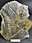 Eleutherophyllum Mirabile     Carboniferous Fossil Plant