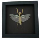 Real Green Praying Mantis Framed Insect Taxidermy Moonlight Display
