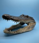 Jumbo 7-8    American Alligator Head Genuine Louisiana Gator
